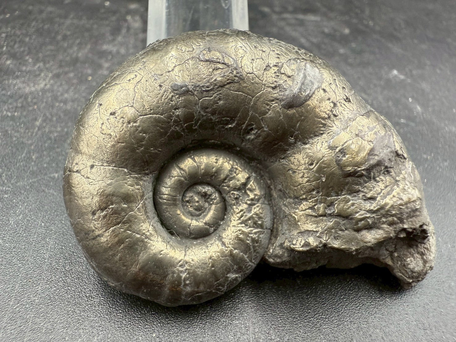 119USD - Pyrite Ammonite Fossil – Jurassic (Germany)