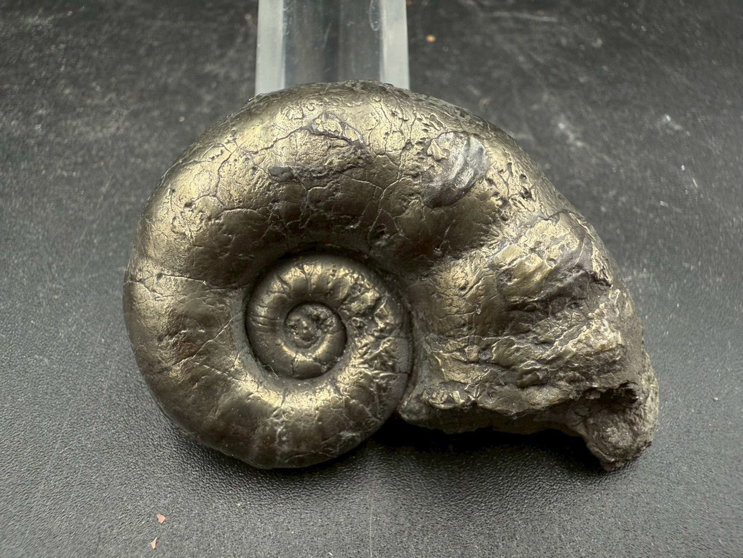 119USD - Pyrite Ammonite Fossil – Jurassic (Germany)