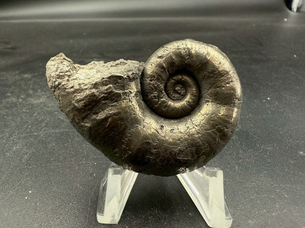 119USD - Pyrite Ammonite Fossil – Jurassic (Germany)