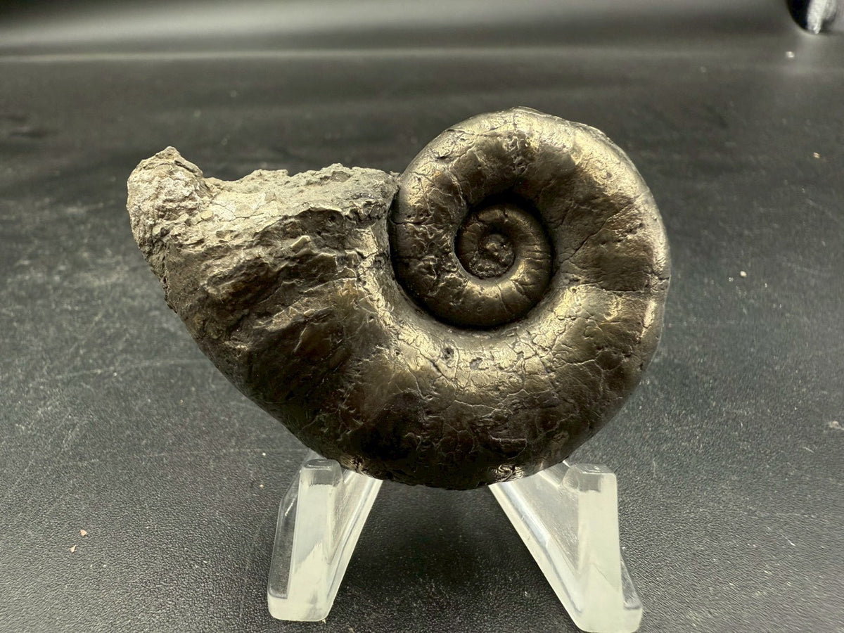 119USD - Pyrite Ammonite Fossil – Jurassic (Germany)