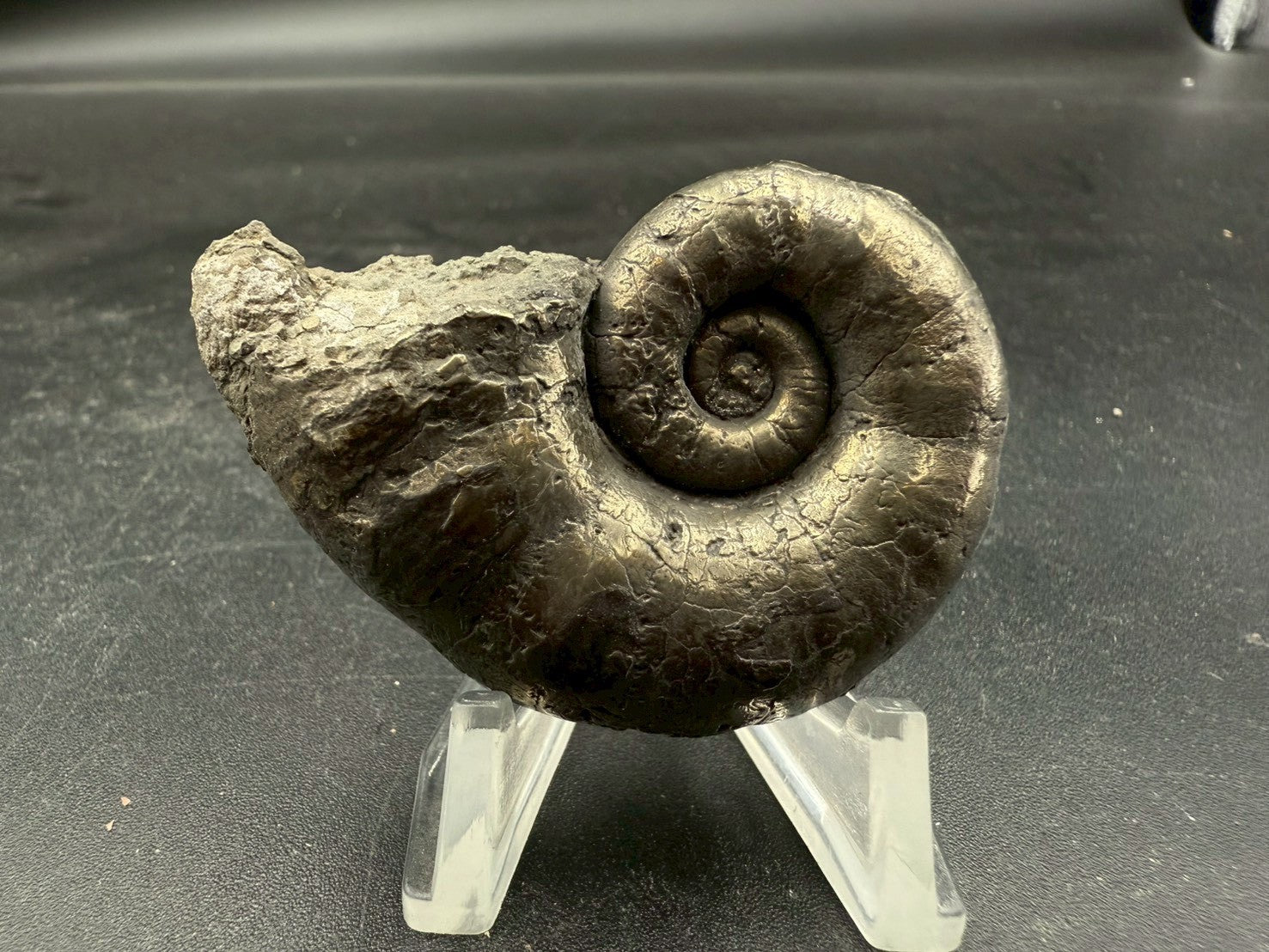 119USD - Pyrite Ammonite Fossil – Jurassic (Germany)