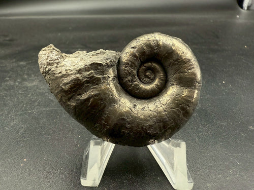 119USD - Pyrite Ammonite Fossil – Jurassic (Germany)