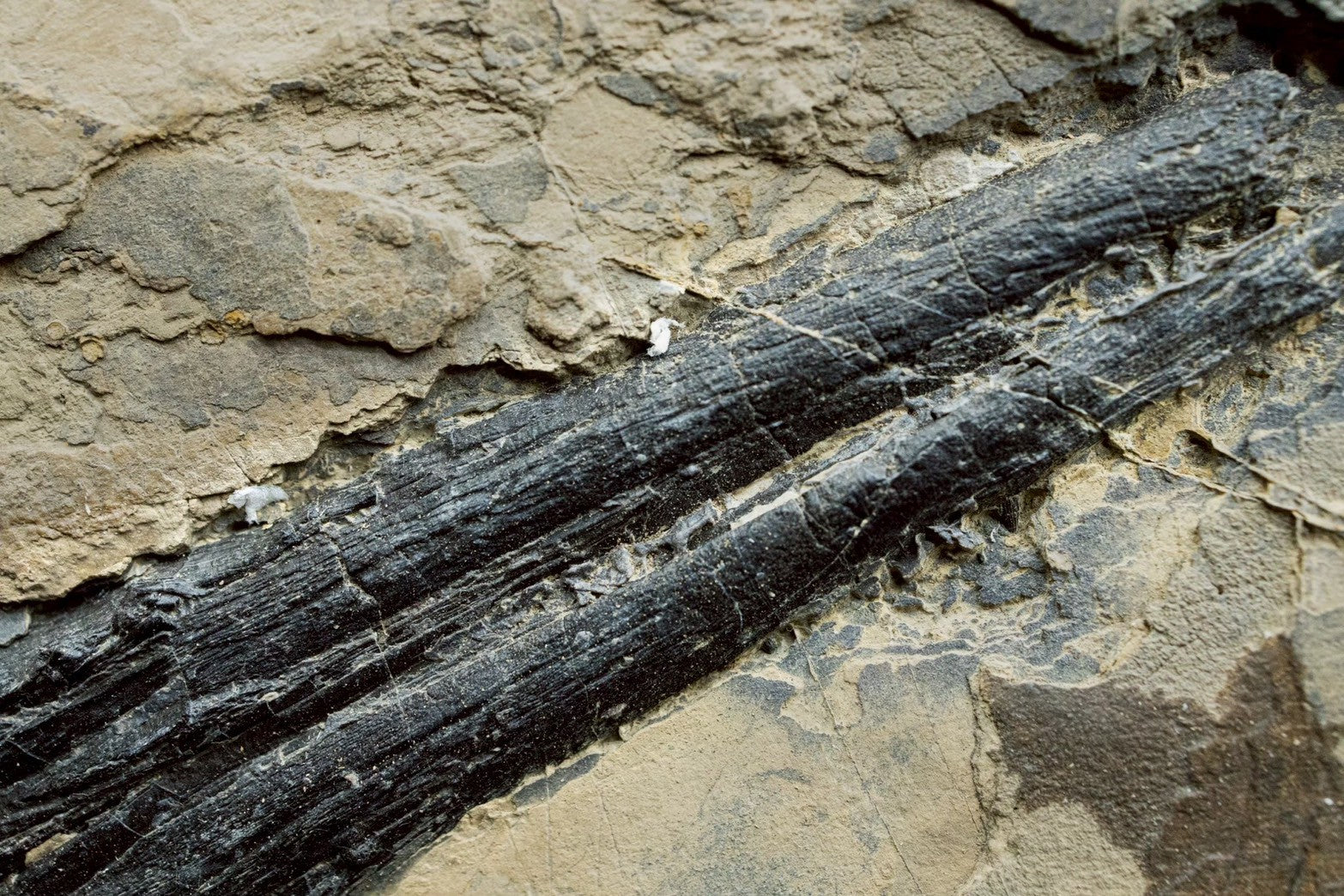 42CM - Mixosaurus Fossil | Exceptional Triassic Marine Reptile (Partial Skull &amp; Rib Section)