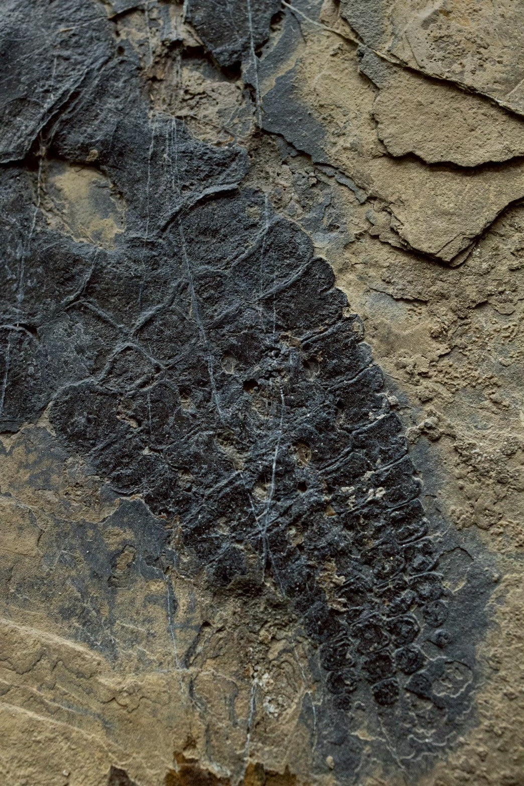 42CM - Mixosaurus Fossil | Exceptional Triassic Marine Reptile (Partial Skull &amp; Rib Section)