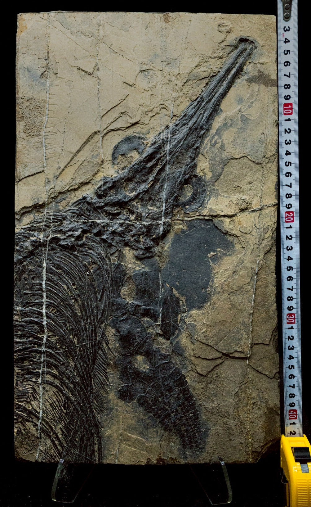 42CM - Mixosaurus Fossil | Exceptional Triassic Marine Reptile (Partial Skull &amp; Rib Section)