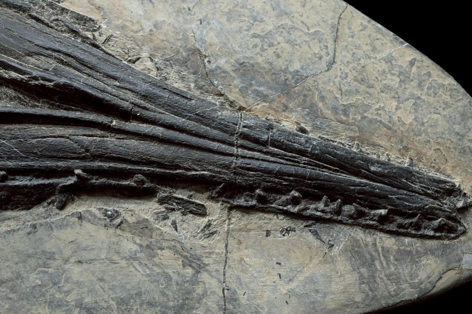 58CM -  Jurassic Ocean Predator | Mixosaurus Fossil