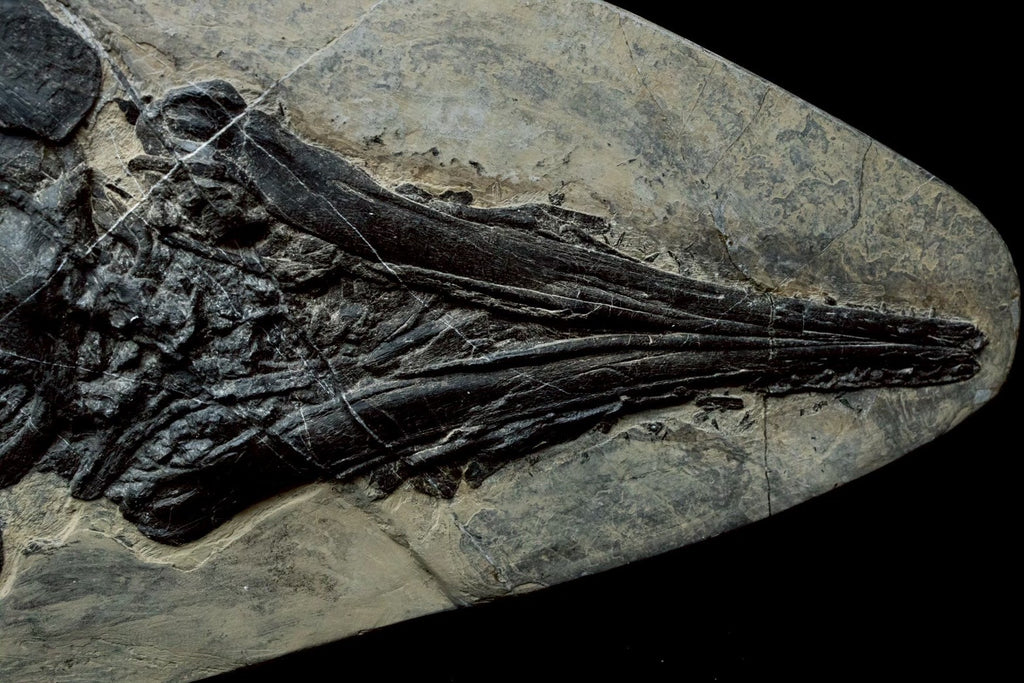 58CM -  Jurassic Ocean Predator | Mixosaurus Fossil