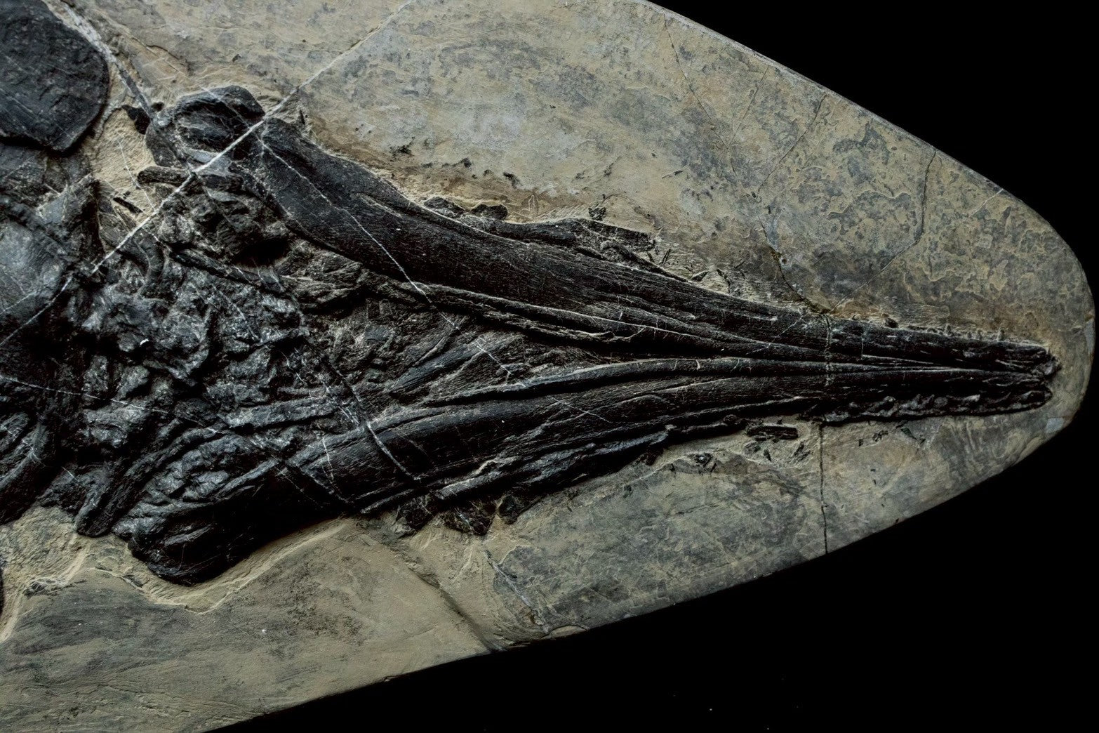 58CM -  Jurassic Ocean Predator | Mixosaurus Fossil