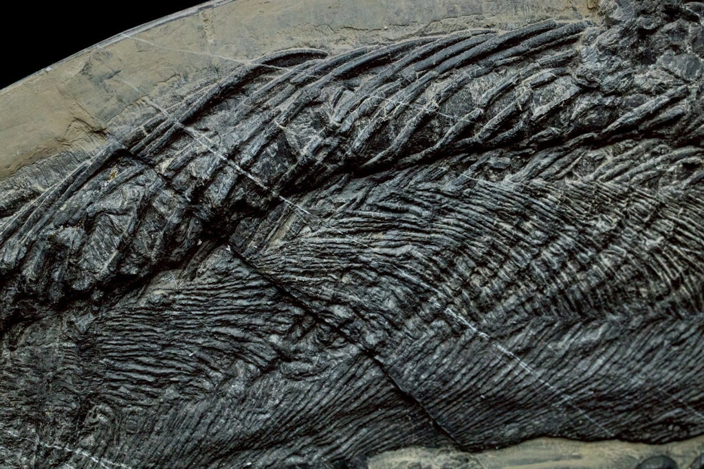 58CM -  Jurassic Ocean Predator | Mixosaurus Fossil