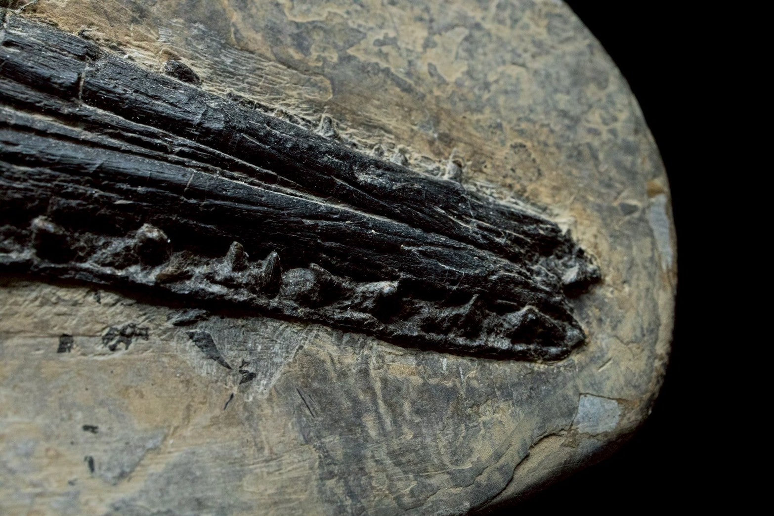 58CM -  Jurassic Ocean Predator | Mixosaurus Fossil