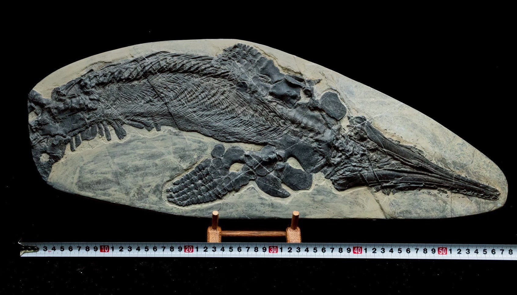 58CM -  Jurassic Ocean Predator | Mixosaurus Fossil