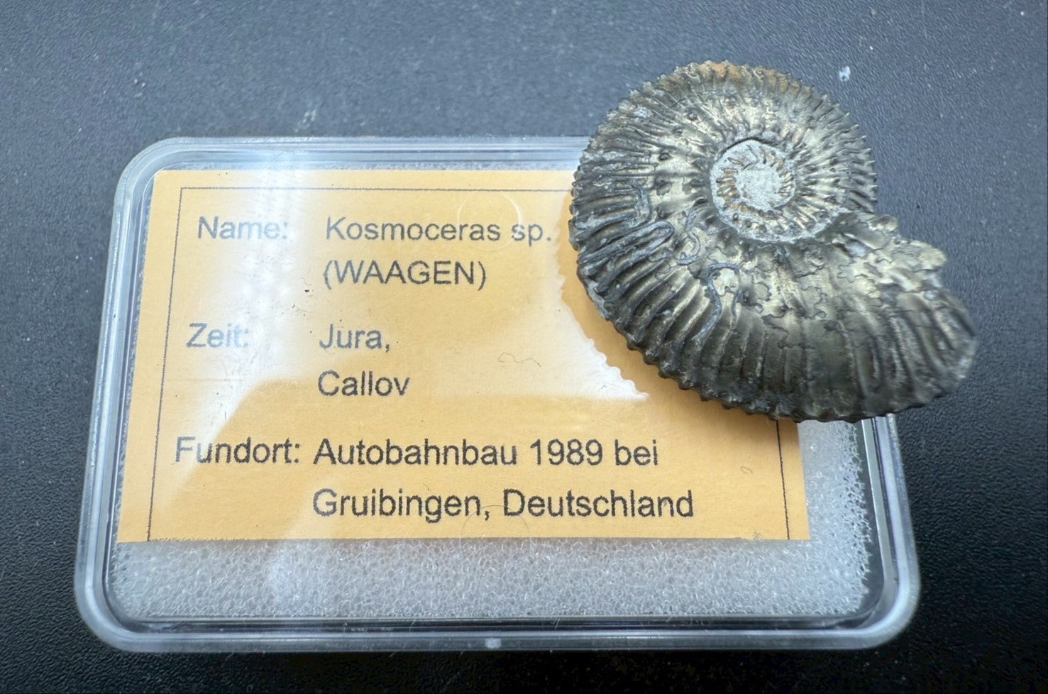 99USD - Kosmoceras sp. Ammonite with Pyrite Replacement – Jurassic Fossil (Germany)