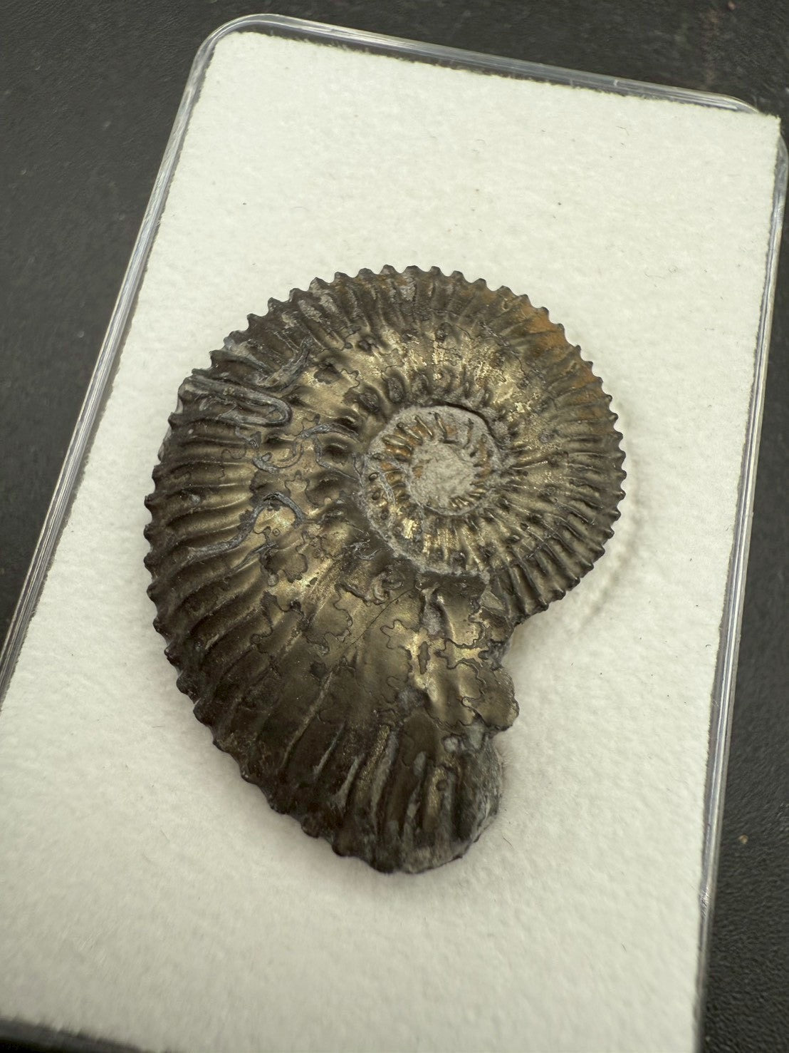 99USD - Kosmoceras sp. Ammonite with Pyrite Replacement – Jurassic Fossil (Germany)