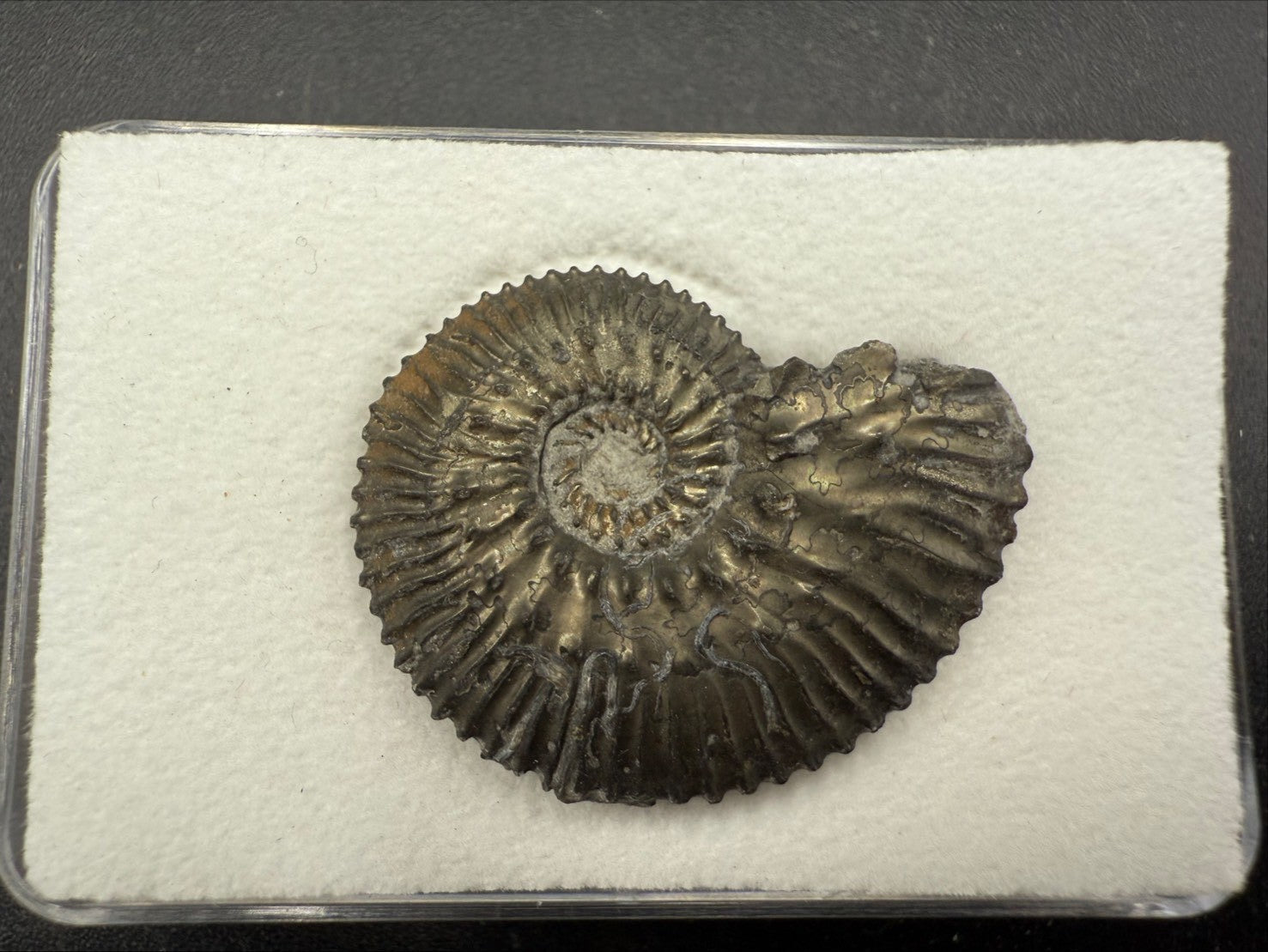 99USD - Kosmoceras sp. Ammonite with Pyrite Replacement – Jurassic Fossil (Germany)