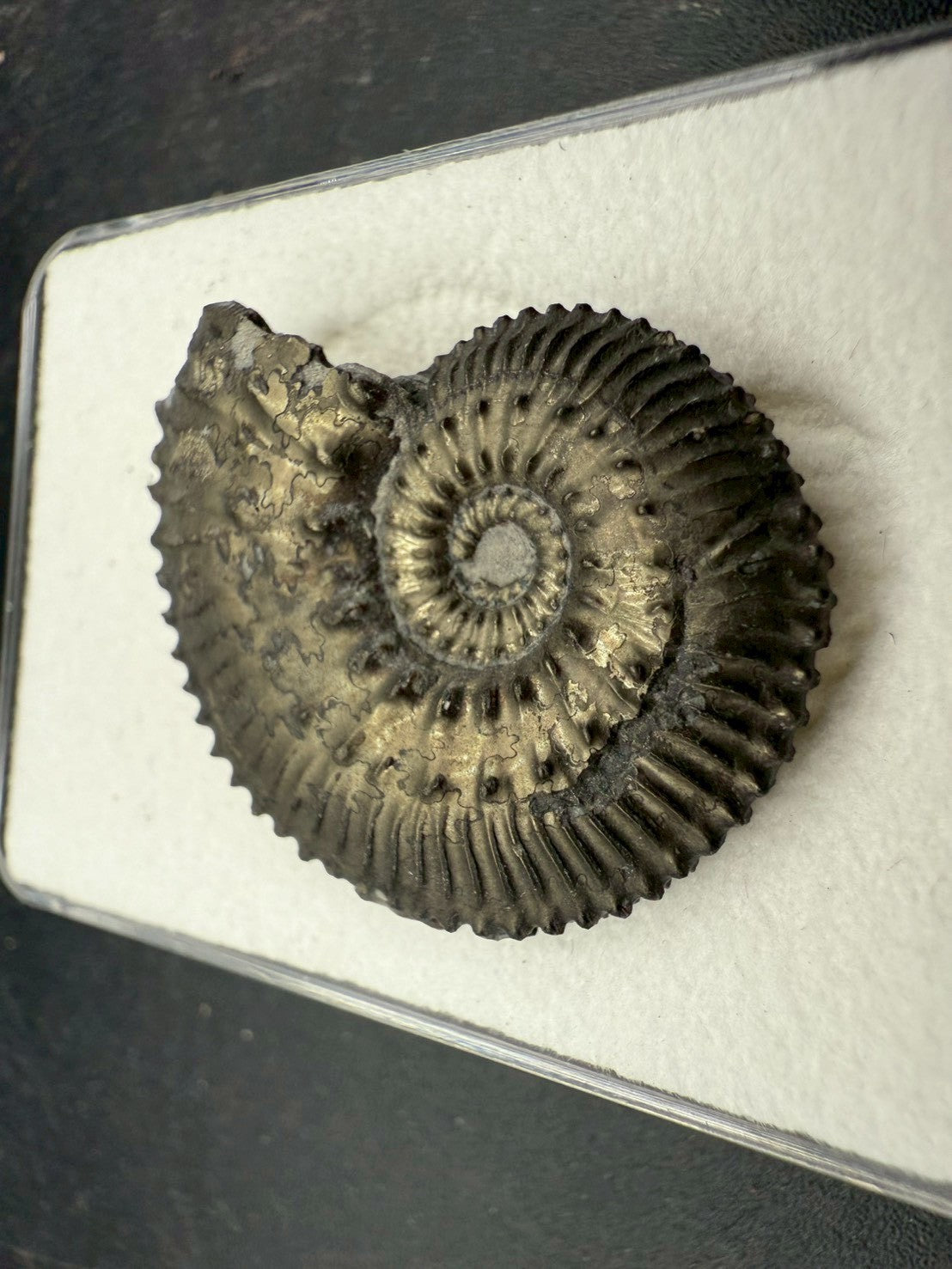 99USD - Kosmoceras sp. Ammonite with Pyrite Replacement – Jurassic Fossil (Germany)