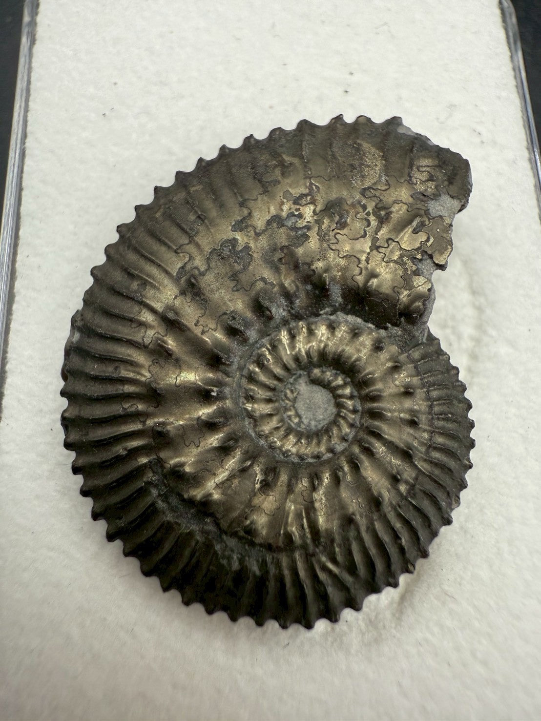 99USD - Kosmoceras sp. Ammonite with Pyrite Replacement – Jurassic Fossil (Germany)
