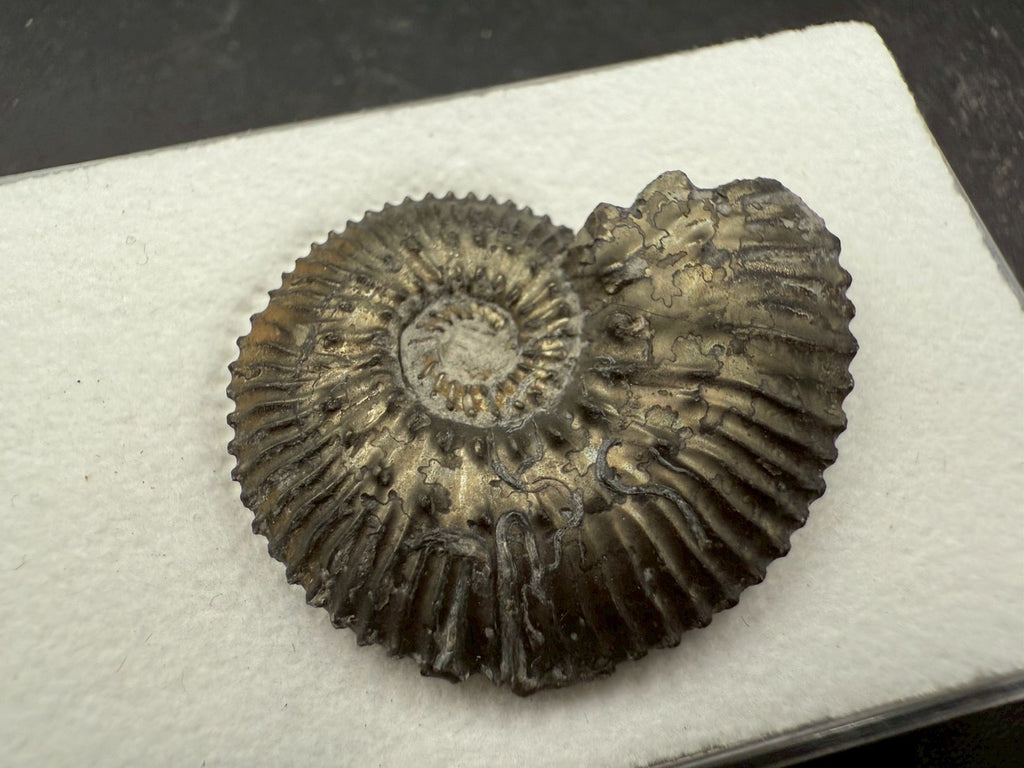 99USD - Kosmoceras sp. Ammonite with Pyrite Replacement – Jurassic Fossil (Germany)