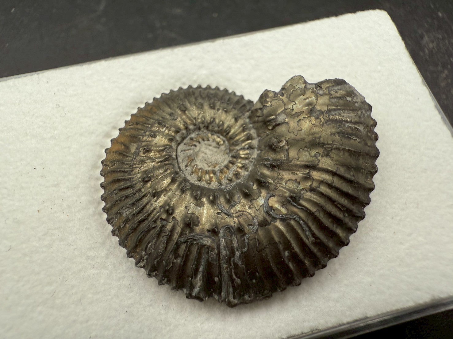 99USD - Kosmoceras sp. Ammonite with Pyrite Replacement – Jurassic Fossil (Germany)
