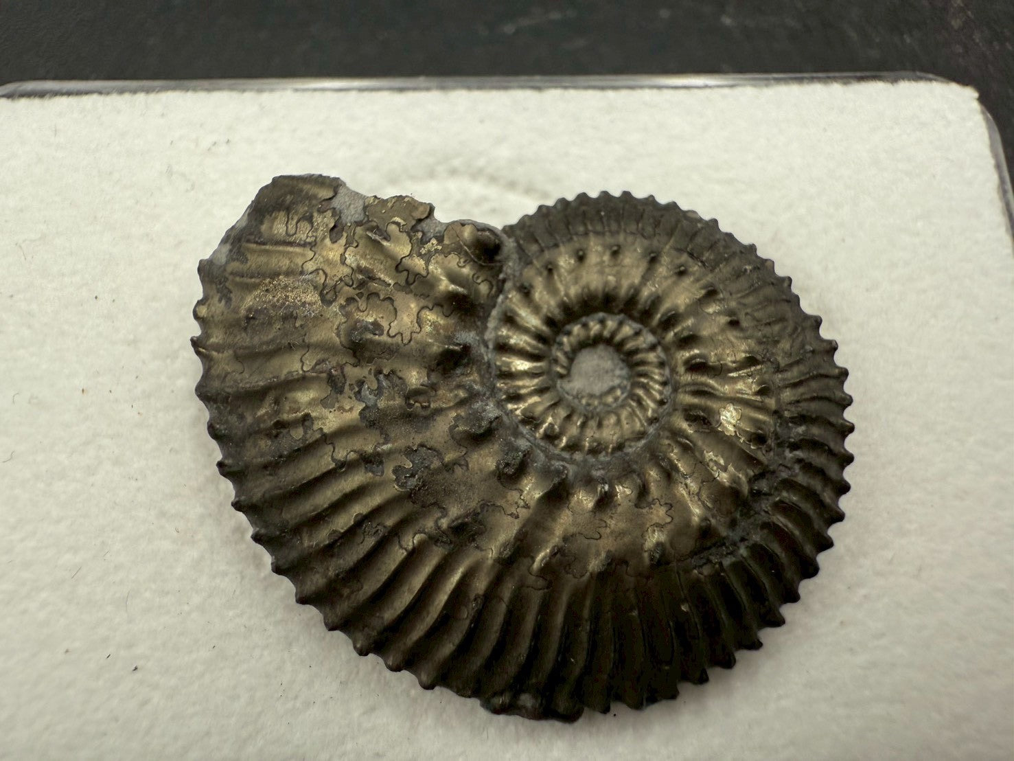 99USD - Kosmoceras sp. Ammonite with Pyrite Replacement – Jurassic Fossil (Germany)
