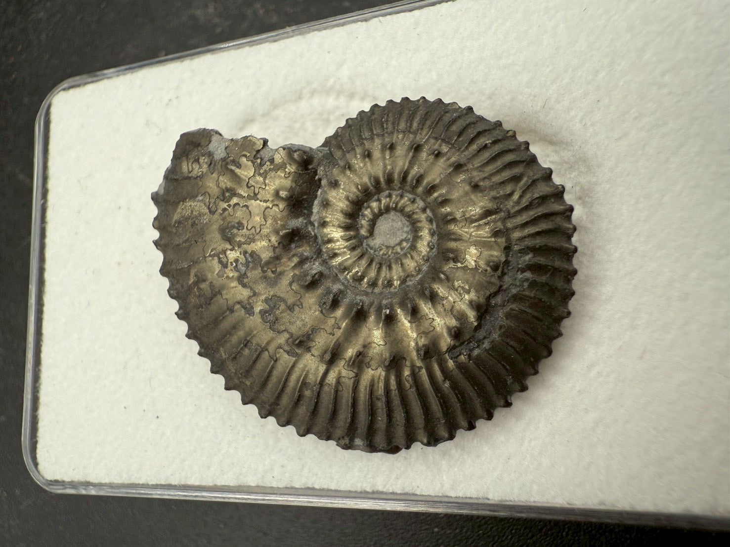 99USD - Kosmoceras sp. Ammonite with Pyrite Replacement – Jurassic Fossil (Germany)