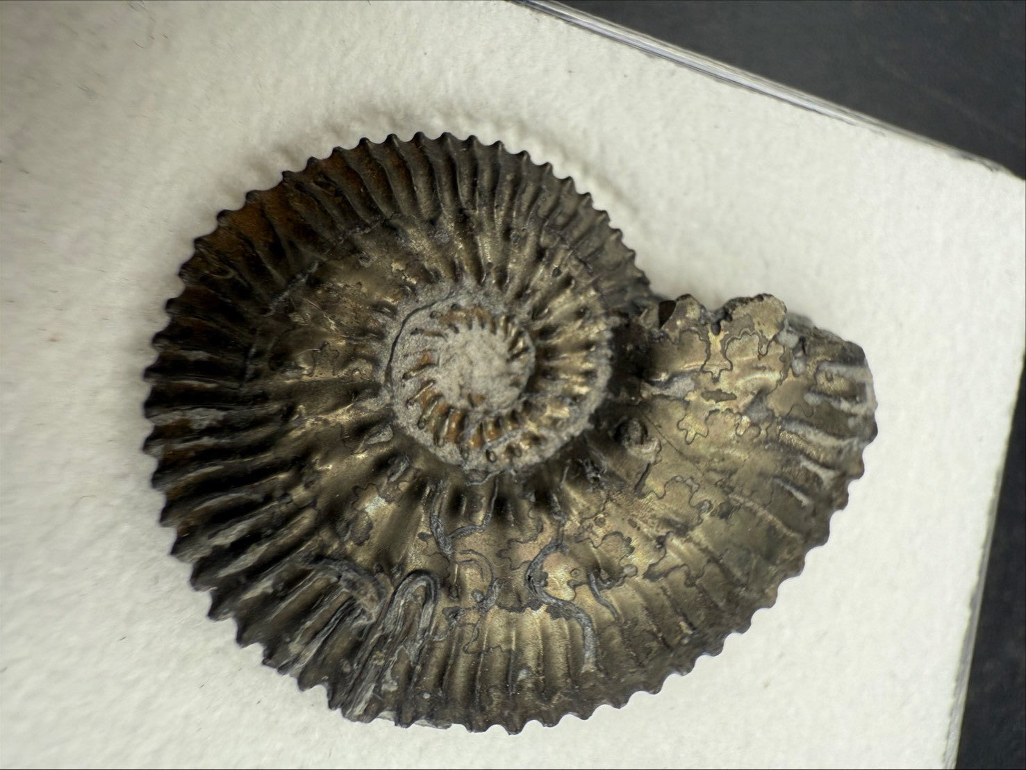 99USD - Kosmoceras sp. Ammonite with Pyrite Replacement – Jurassic Fossil (Germany)
