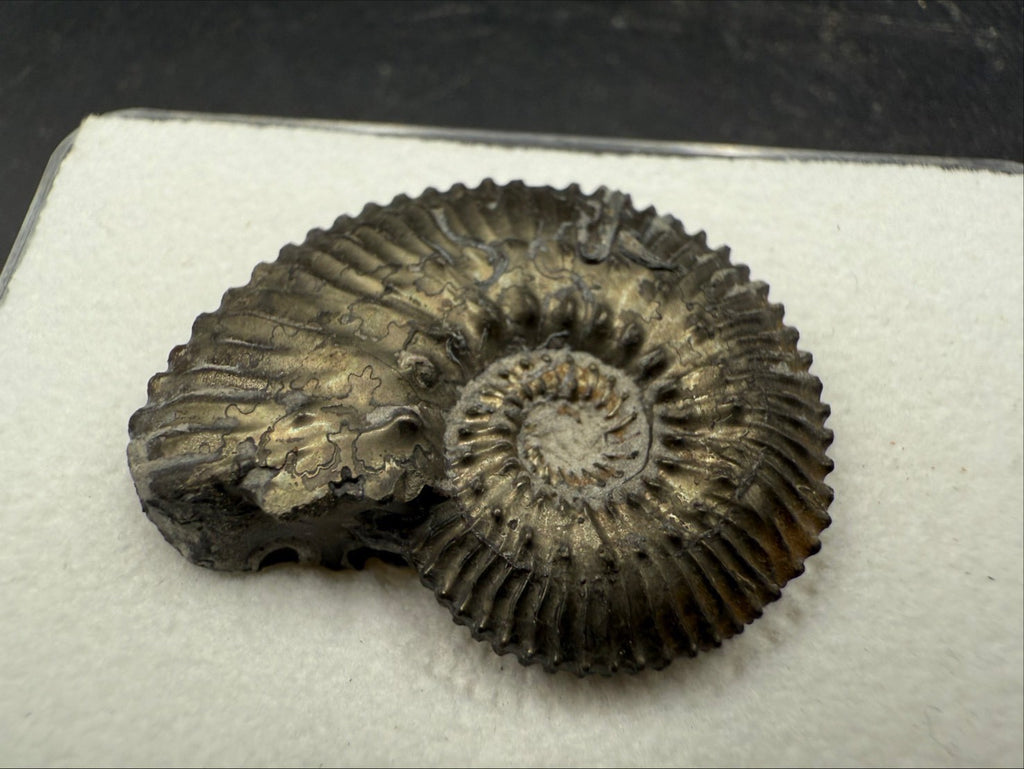 99USD - Kosmoceras sp. Ammonite with Pyrite Replacement – Jurassic Fossil (Germany)