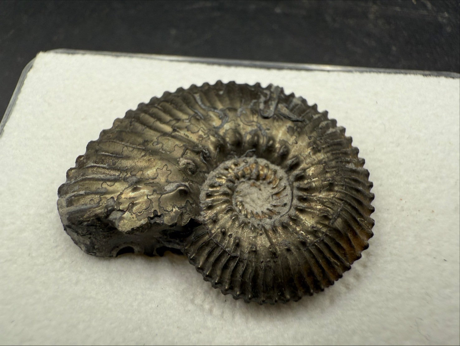 99USD - Kosmoceras sp. Ammonite with Pyrite Replacement – Jurassic Fossil (Germany)