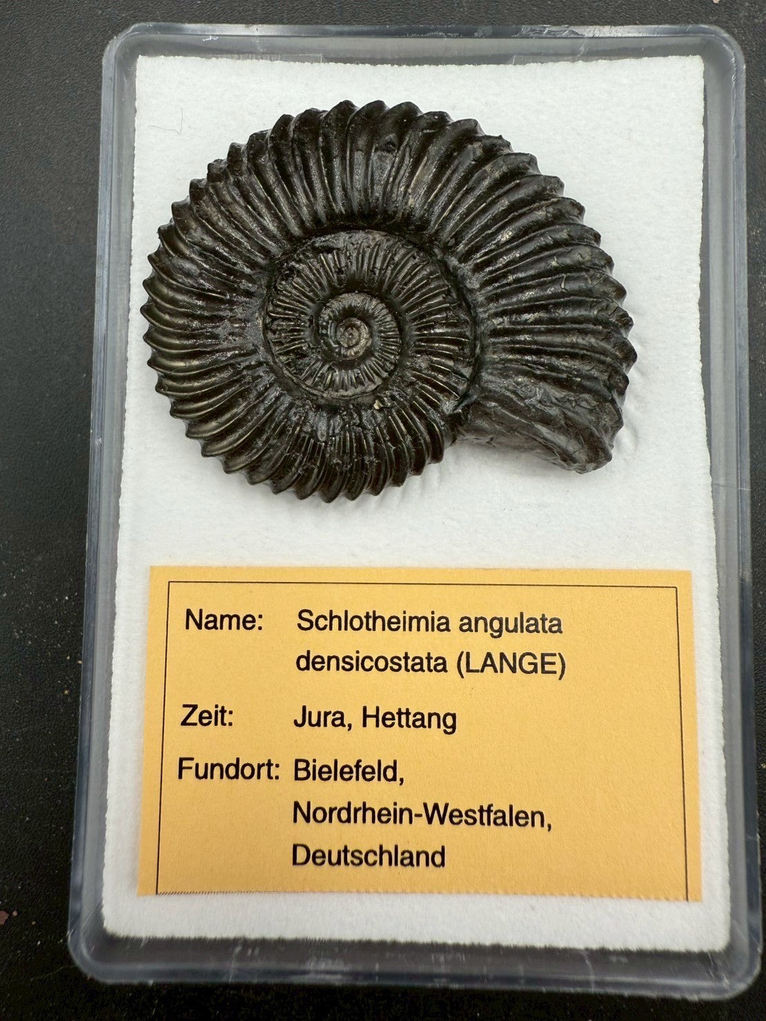 149USD - Schlotheimia angulata Ammonite with Pyrite Replacement – Early Jurassic Fossil (Germany)