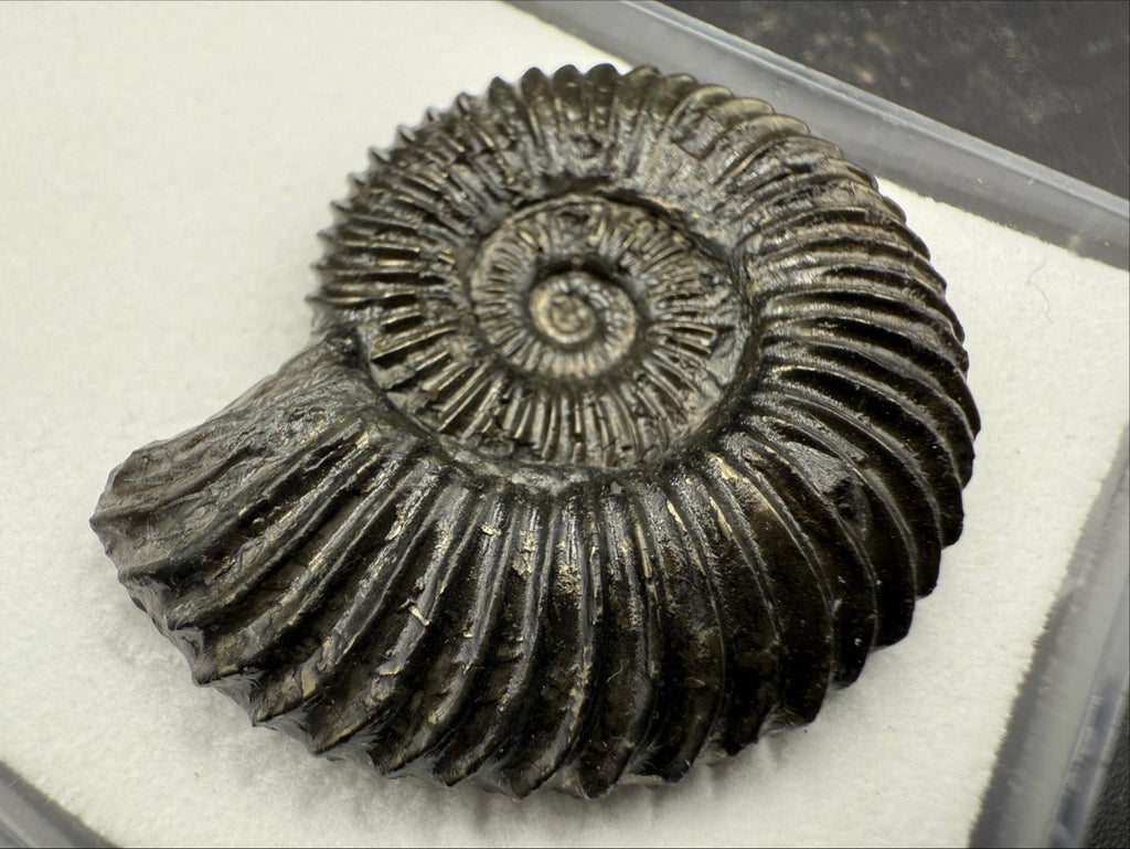 149USD - Schlotheimia angulata Ammonite with Pyrite Replacement – Early Jurassic Fossil (Germany)