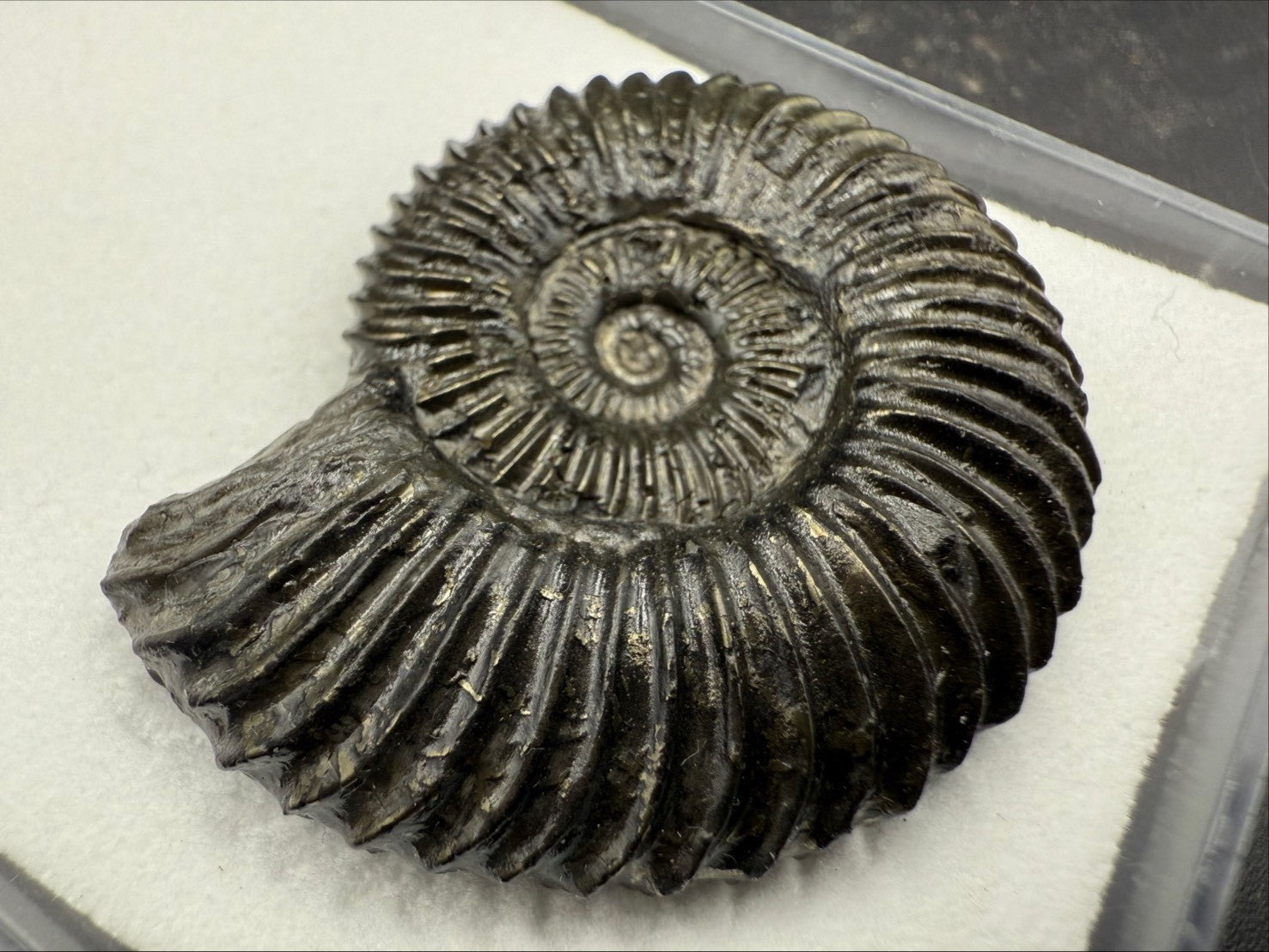 149USD - Schlotheimia angulata Ammonite with Pyrite Replacement – Early Jurassic Fossil (Germany)