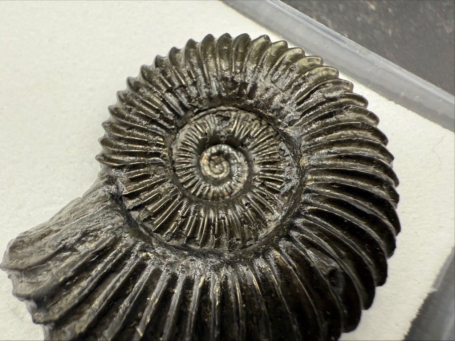 149USD - Schlotheimia angulata Ammonite with Pyrite Replacement – Early Jurassic Fossil (Germany)