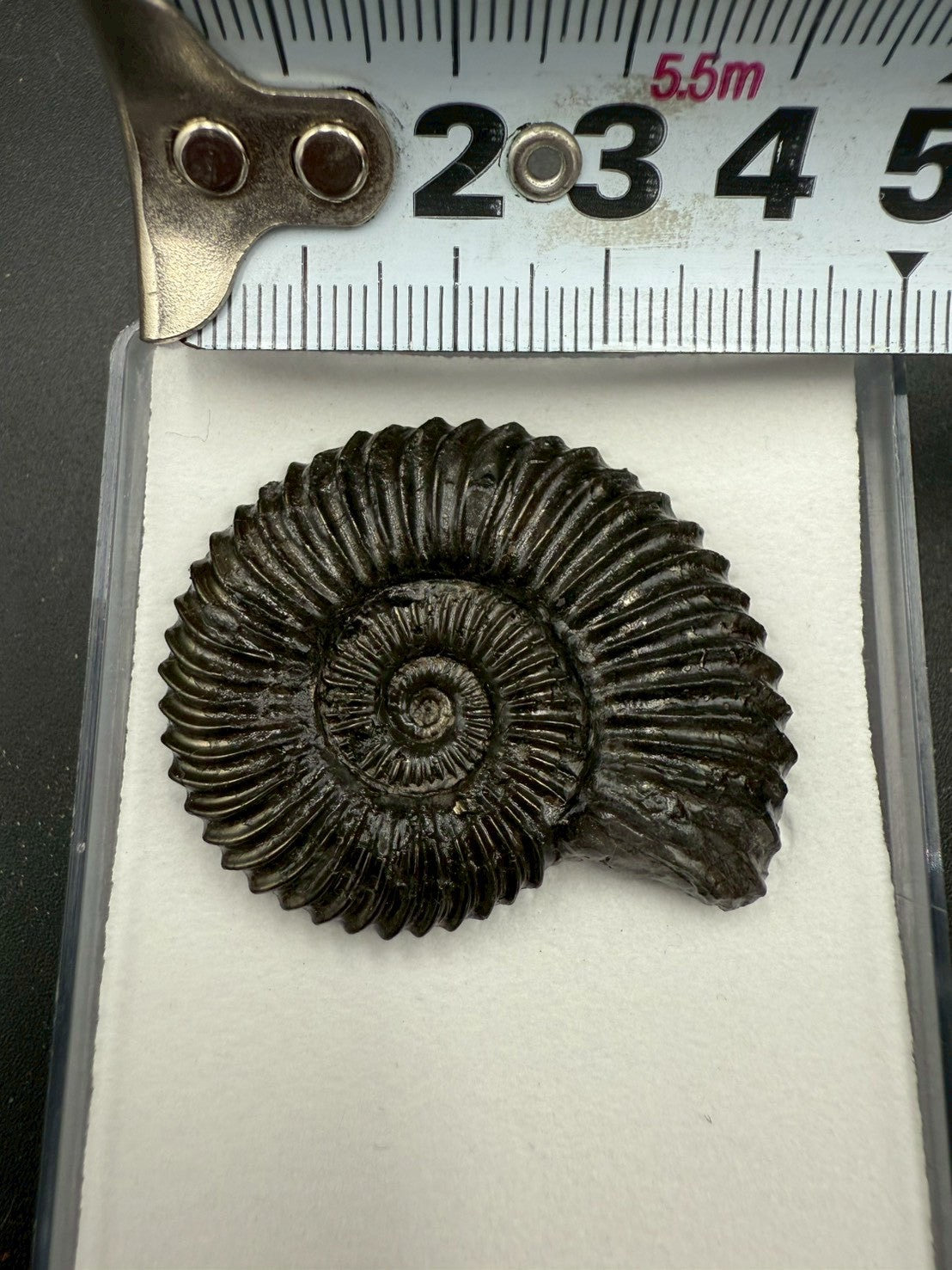 149USD - Schlotheimia angulata Ammonite with Pyrite Replacement – Early Jurassic Fossil (Germany)