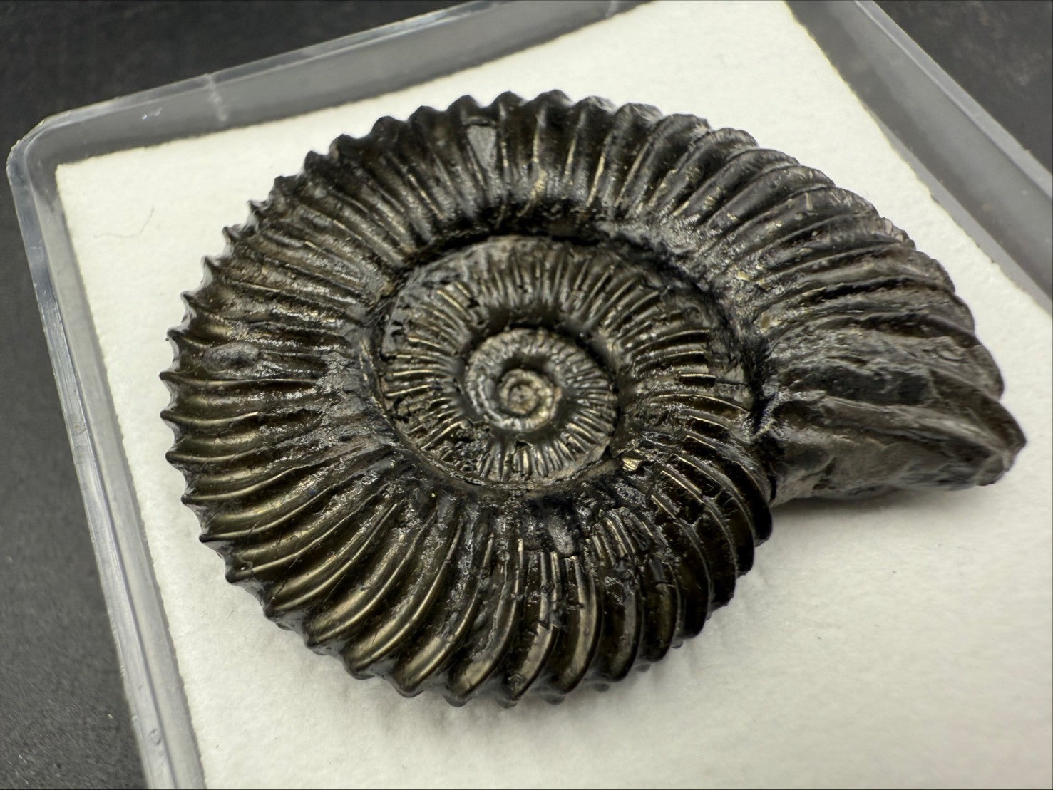 149USD - Schlotheimia angulata Ammonite with Pyrite Replacement – Early Jurassic Fossil (Germany)