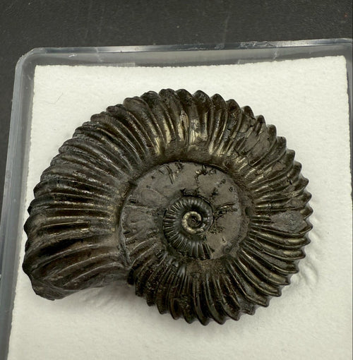 149USD - Schlotheimia angulata Ammonite with Pyrite Replacement – Early Jurassic Fossil (Germany)