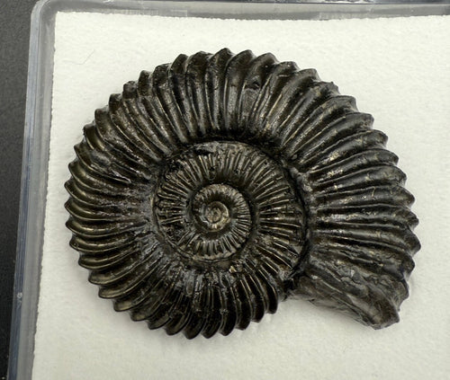 149USD - Schlotheimia angulata Ammonite with Pyrite Replacement – Early Jurassic Fossil (Germany)