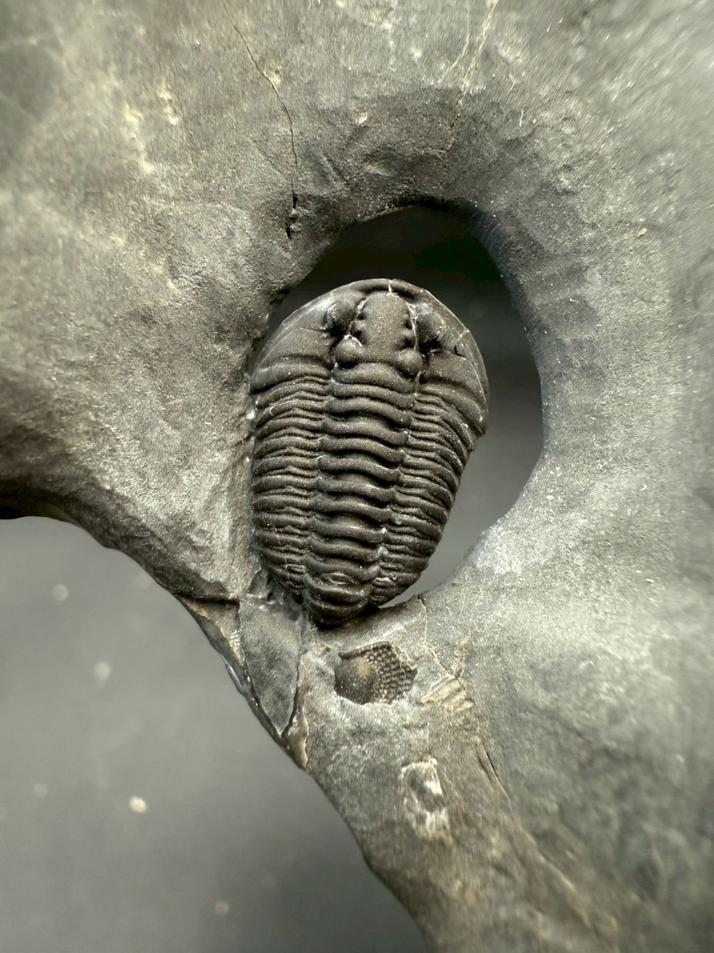 199USD - Flexicalymene Trilobite Fossil | Ordovician Era, Quebec, Canada