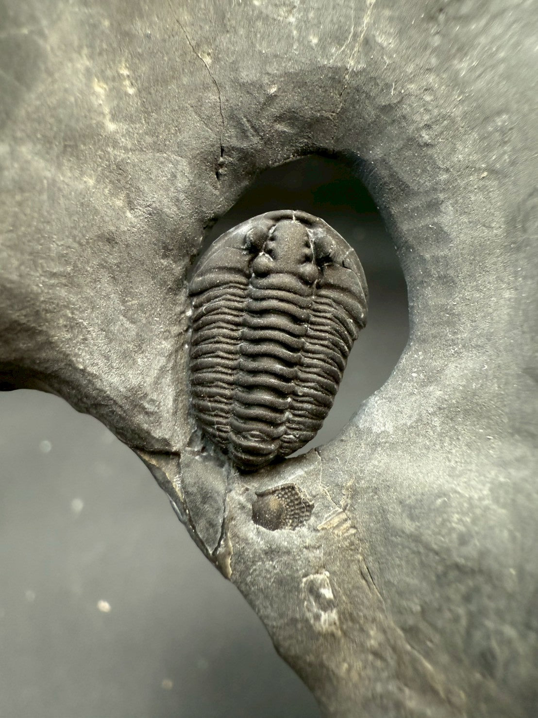 199USD - Flexicalymene Trilobite Fossil | Ordovician Era, Quebec, Canada