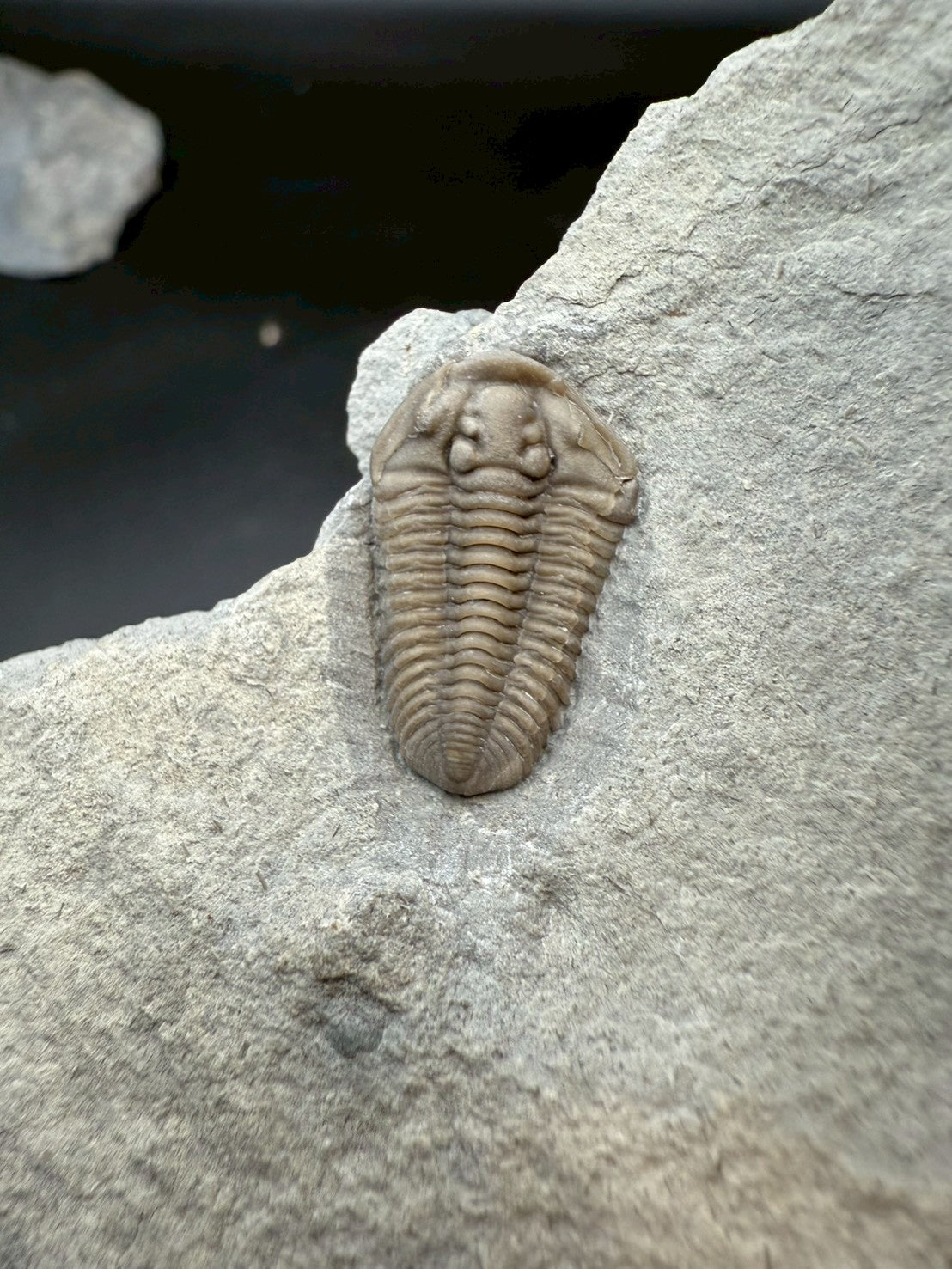 Flexicalymene Trilobite Fossil | Ordovician Era, Quebec, Canada