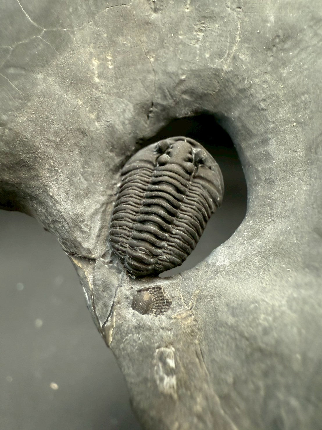 199USD - Flexicalymene Trilobite Fossil | Ordovician Era, Quebec, Canada