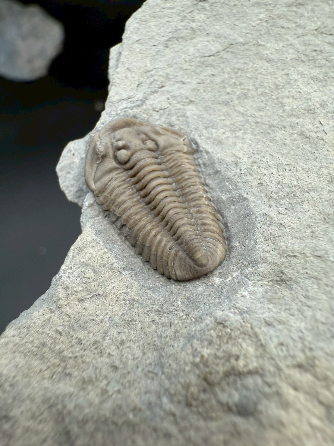 Flexicalymene Trilobite Fossil | Ordovician Era, Quebec, Canada