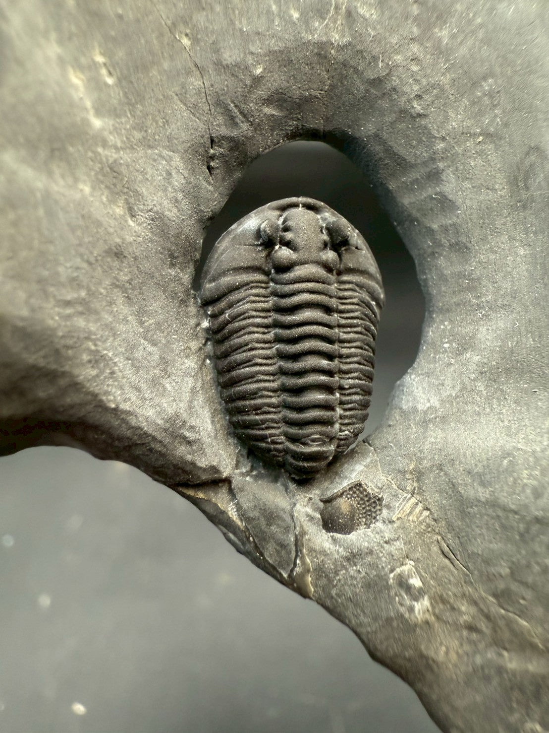 199USD - Flexicalymene Trilobite Fossil | Ordovician Era, Quebec, Canada