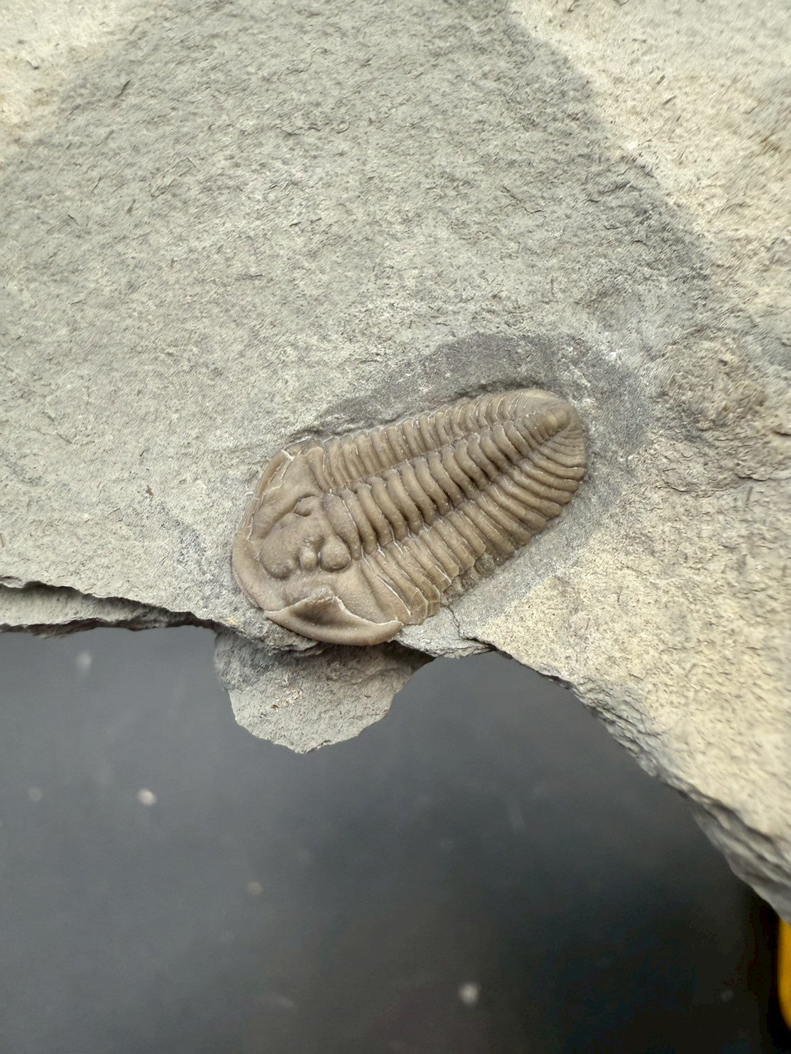 Flexicalymene Trilobite Fossil | Ordovician Era, Quebec, Canada