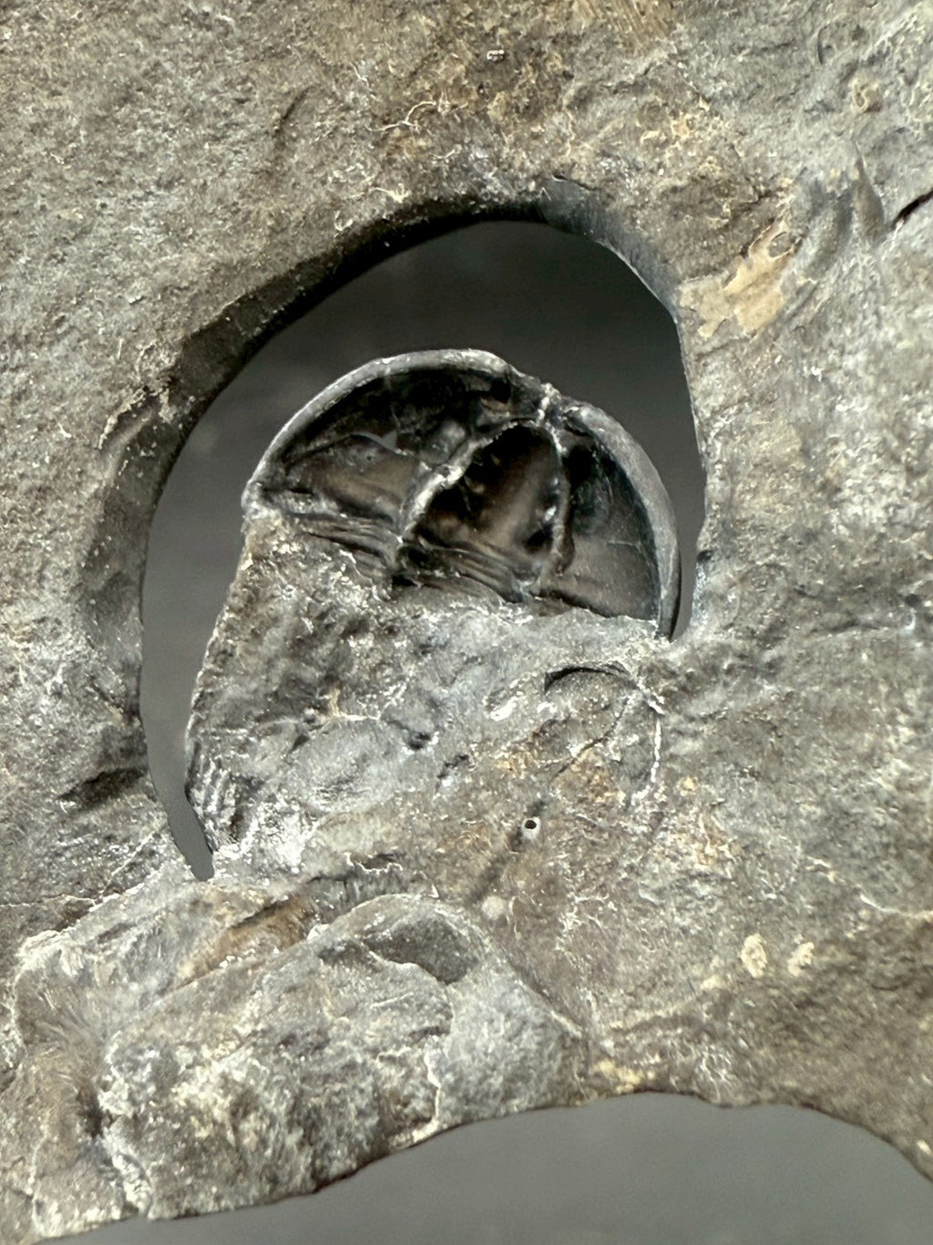 199USD - Flexicalymene Trilobite Fossil | Ordovician Era, Quebec, Canada