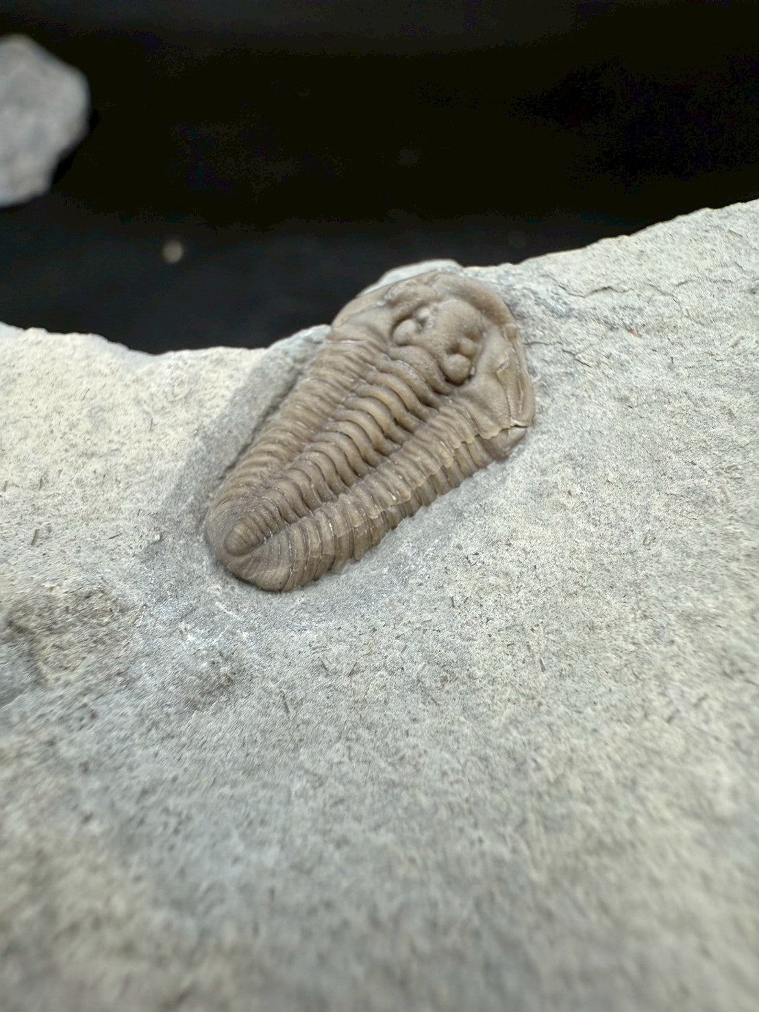 Flexicalymene Trilobite Fossil | Ordovician Era, Quebec, Canada