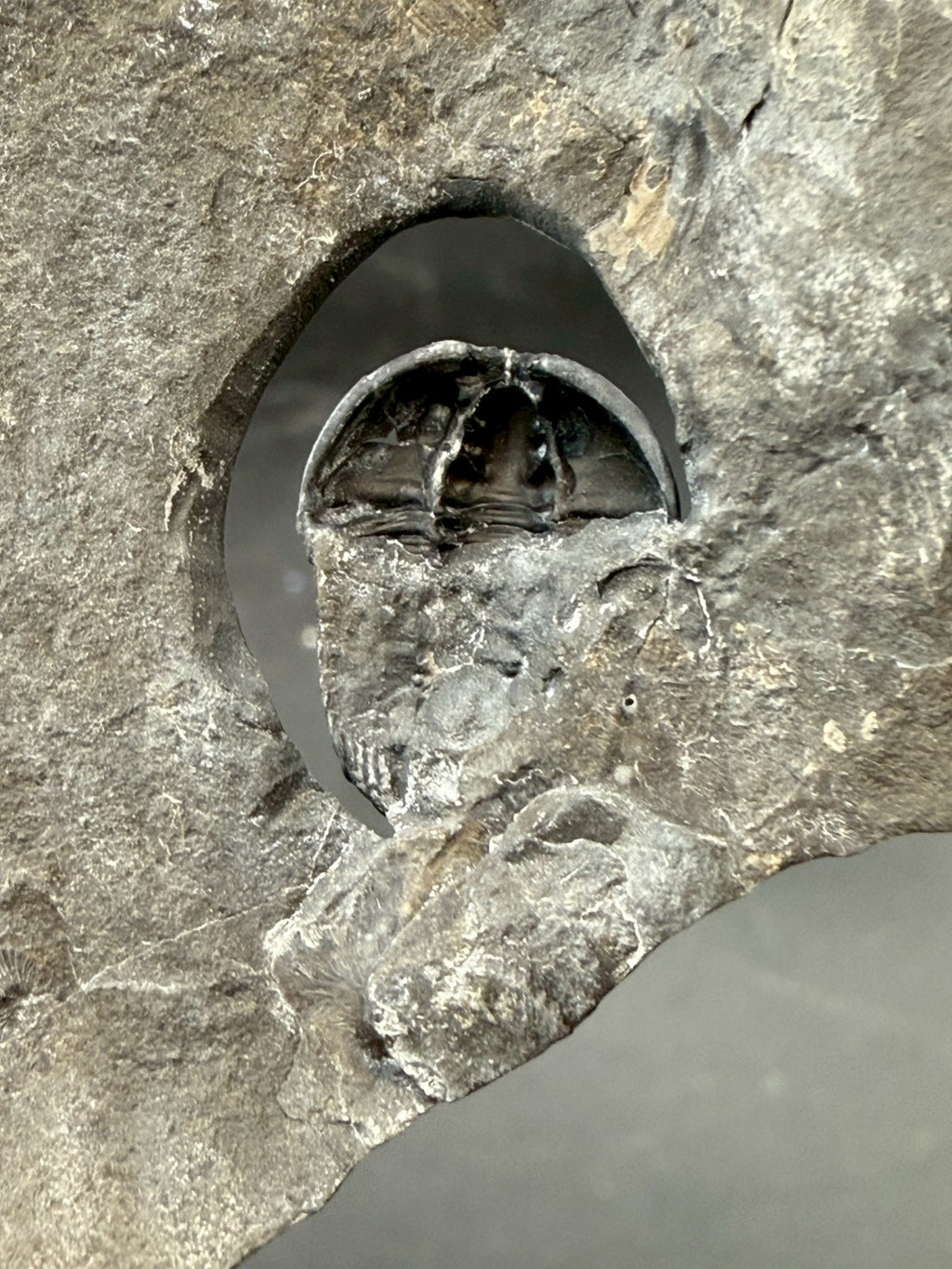 199USD - Flexicalymene Trilobite Fossil | Ordovician Era, Quebec, Canada