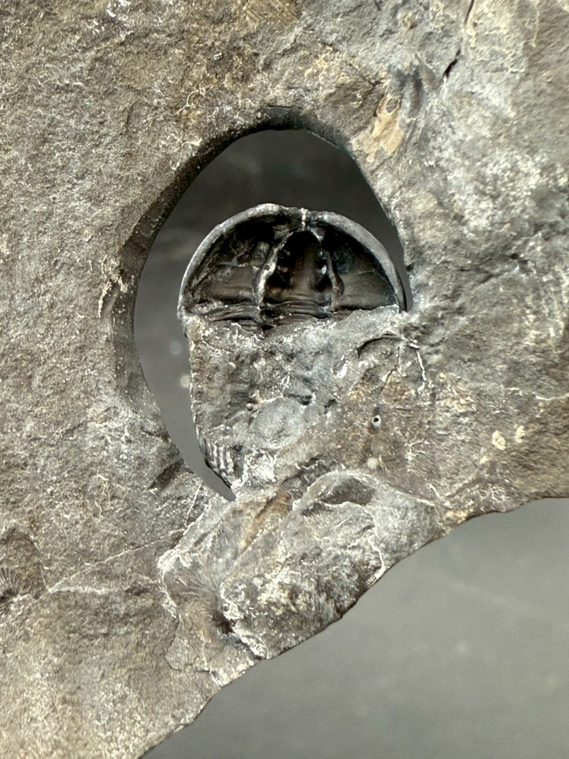 199USD - Flexicalymene Trilobite Fossil | Ordovician Era, Quebec, Canada