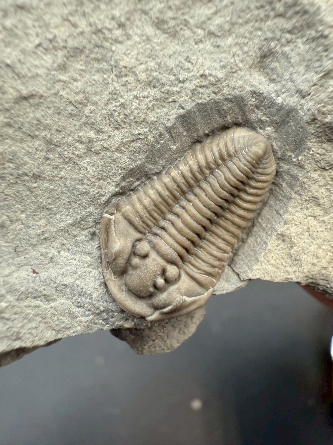 Flexicalymene Trilobite Fossil | Ordovician Era, Quebec, Canada