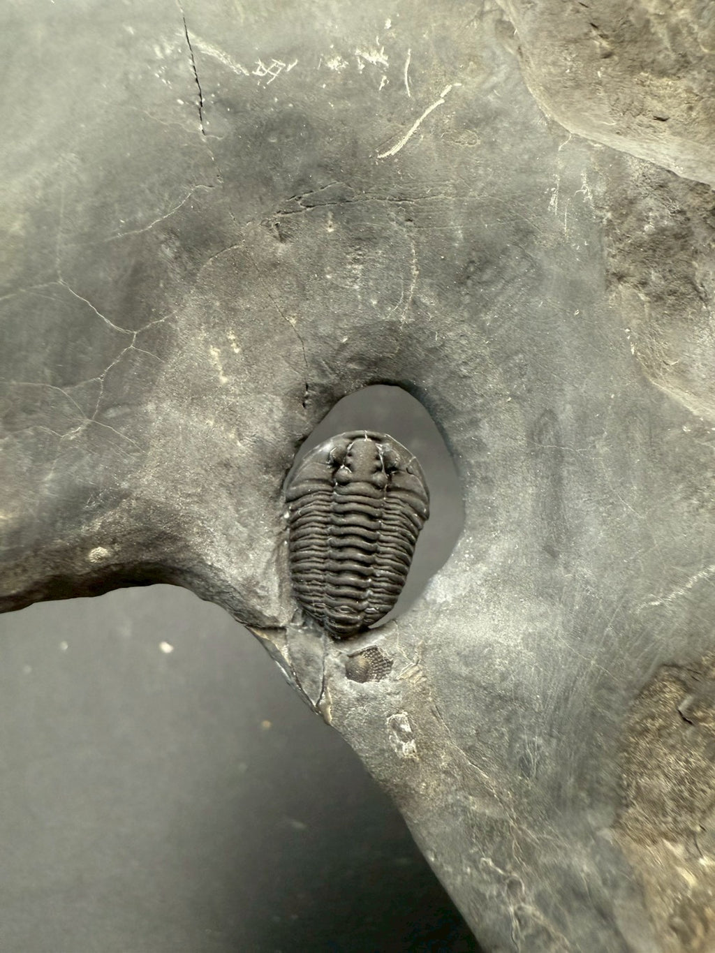199USD - Flexicalymene Trilobite Fossil | Ordovician Era, Quebec, Canada