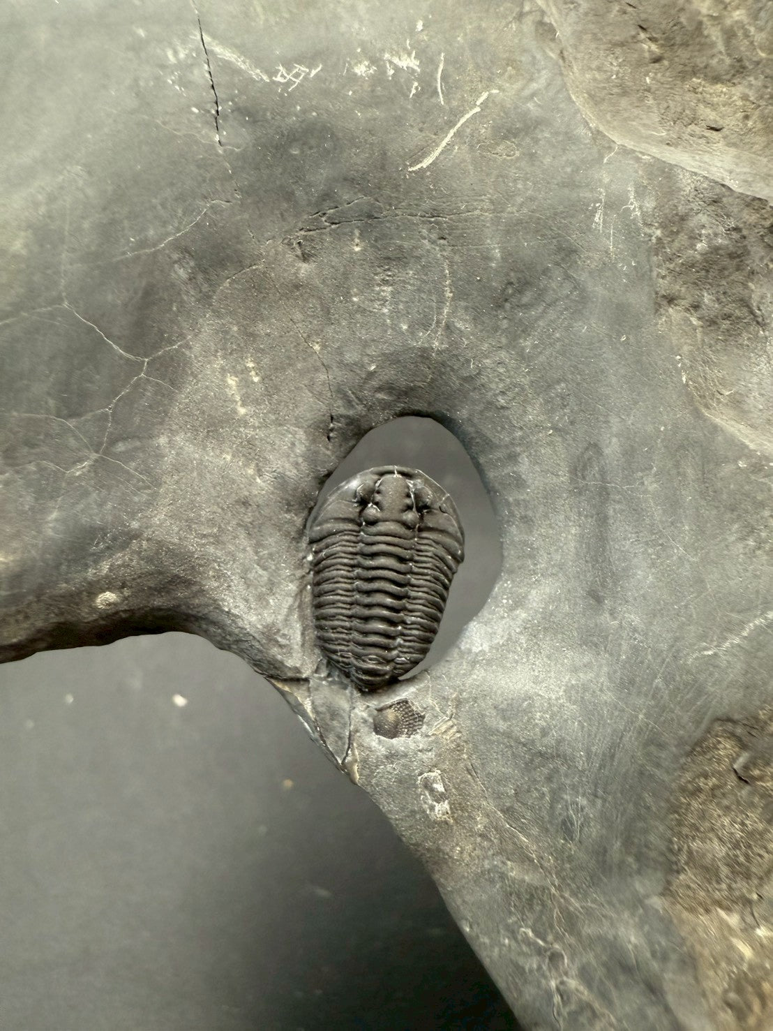 199USD - Flexicalymene Trilobite Fossil | Ordovician Era, Quebec, Canada