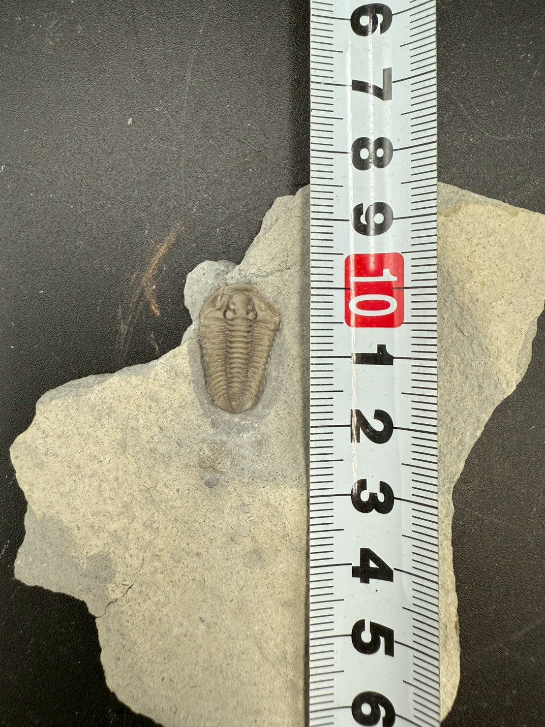 Flexicalymene Trilobite Fossil | Ordovician Era, Quebec, Canada